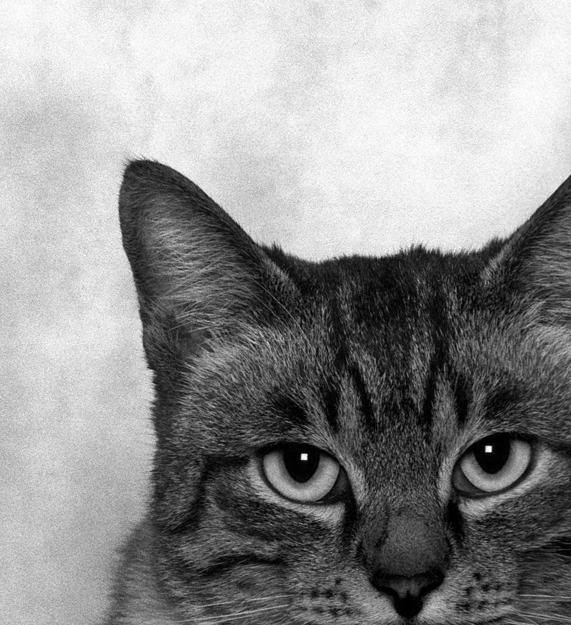 ID Nr. 9 Der Melancholiker. Limitierte Auflage eines Fotos (Grau), Black and White Photograph, von Dubravka Lazic