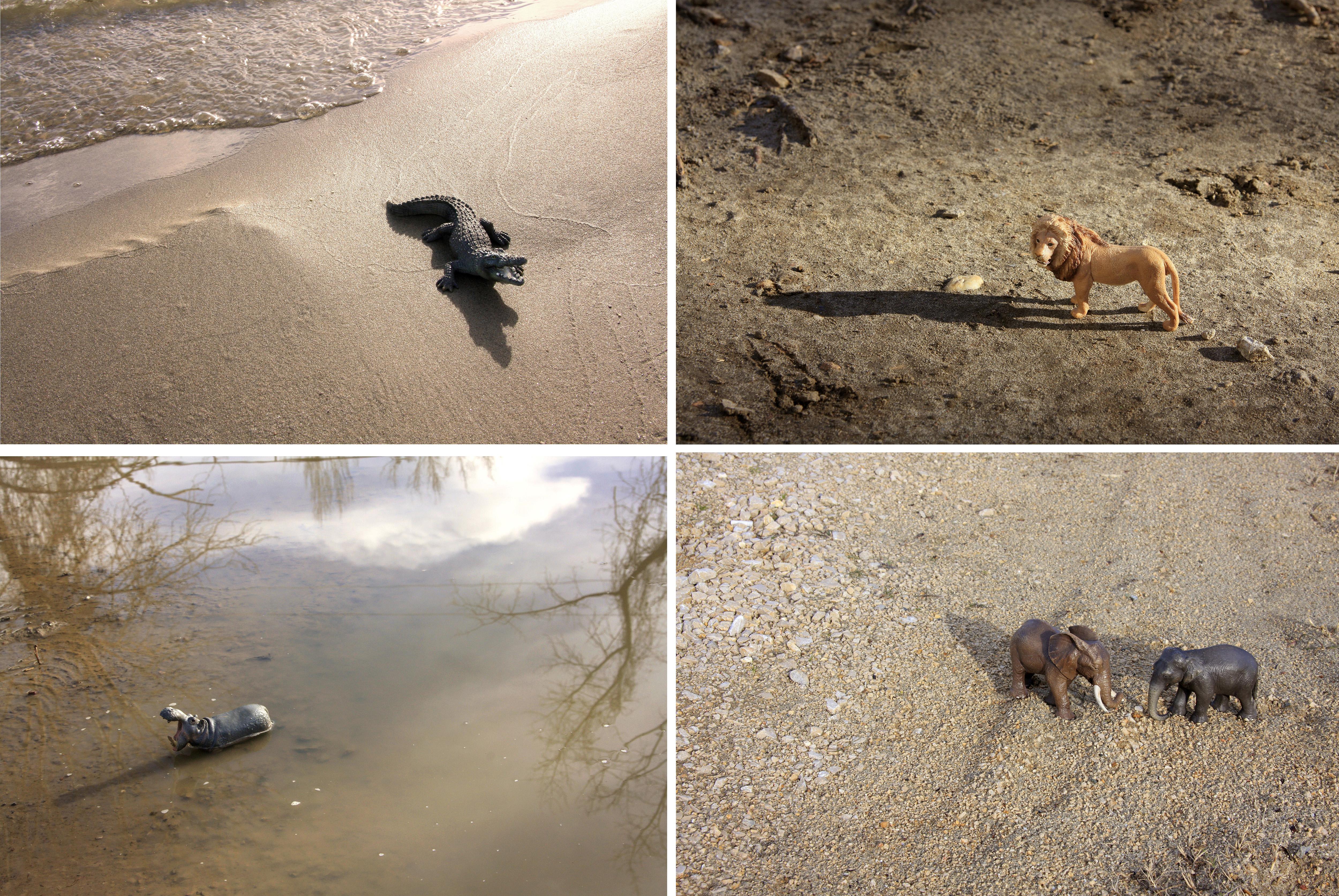 Dubravka Lazic Landscape Photograph - Savanna Games. From LenkPlay Series. Limited edition color photograph