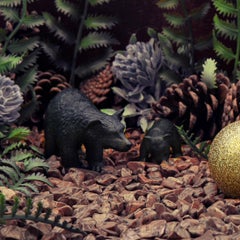 The Bears. Limited edition color photograph