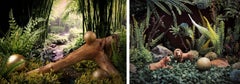 The Coalas and The Lions. Limited edition color photograph