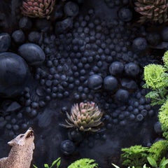 The Wolf. Limited edition color photograph