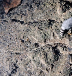 Senza titolo IX. Dalla serie LenkPlay. Fotografia a colori in edizione limitata