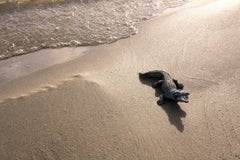 Dubravka Lazic - Untitled V. From LenkPlay Series. Limited edition color photograph Untitled V. From LenkPlay Series. Limited edition color photograph