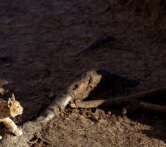 Untitled VIII. From LenkPlay Series. Limited edition color photograph