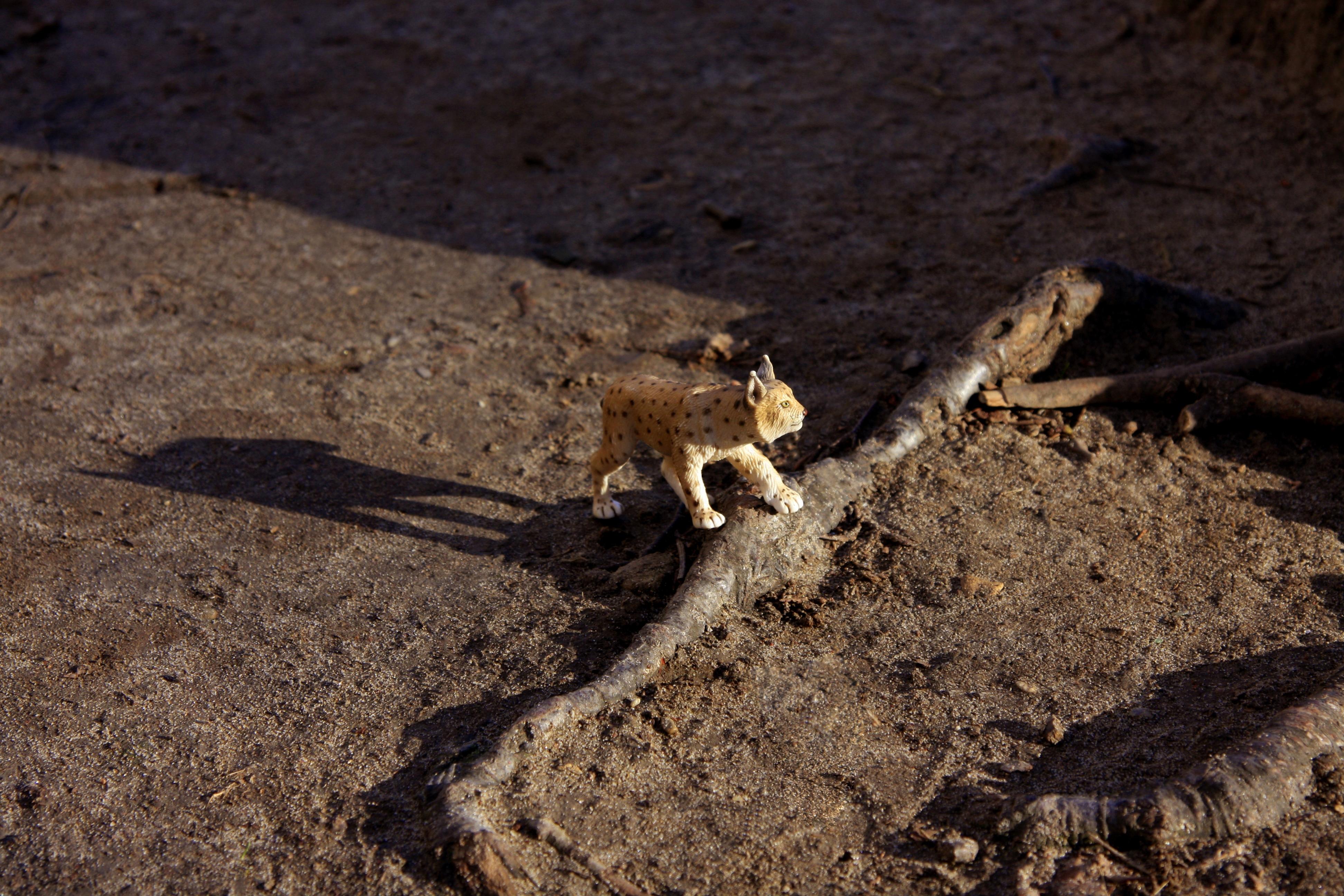 Dubravka Lazic Color Photograph - Untitled VIII. From LenkPlay Series. Limited edition color photograph