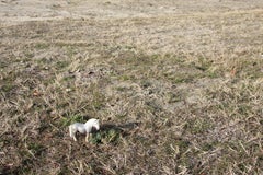 Untitled XI. From LenkPlay Series. Limited edition color photograph