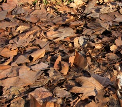 Sin título XIII. De la serie LenkPlay. Fotografía en color de edición limitada