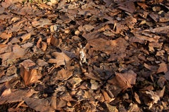 Untitled XIII. From LenkPlay Series. Limited edition color photograph