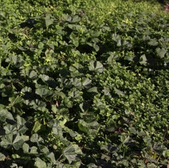 Senza titolo XIV. Dalla serie LenkPlay. Fotografia a colori in edizione limitata