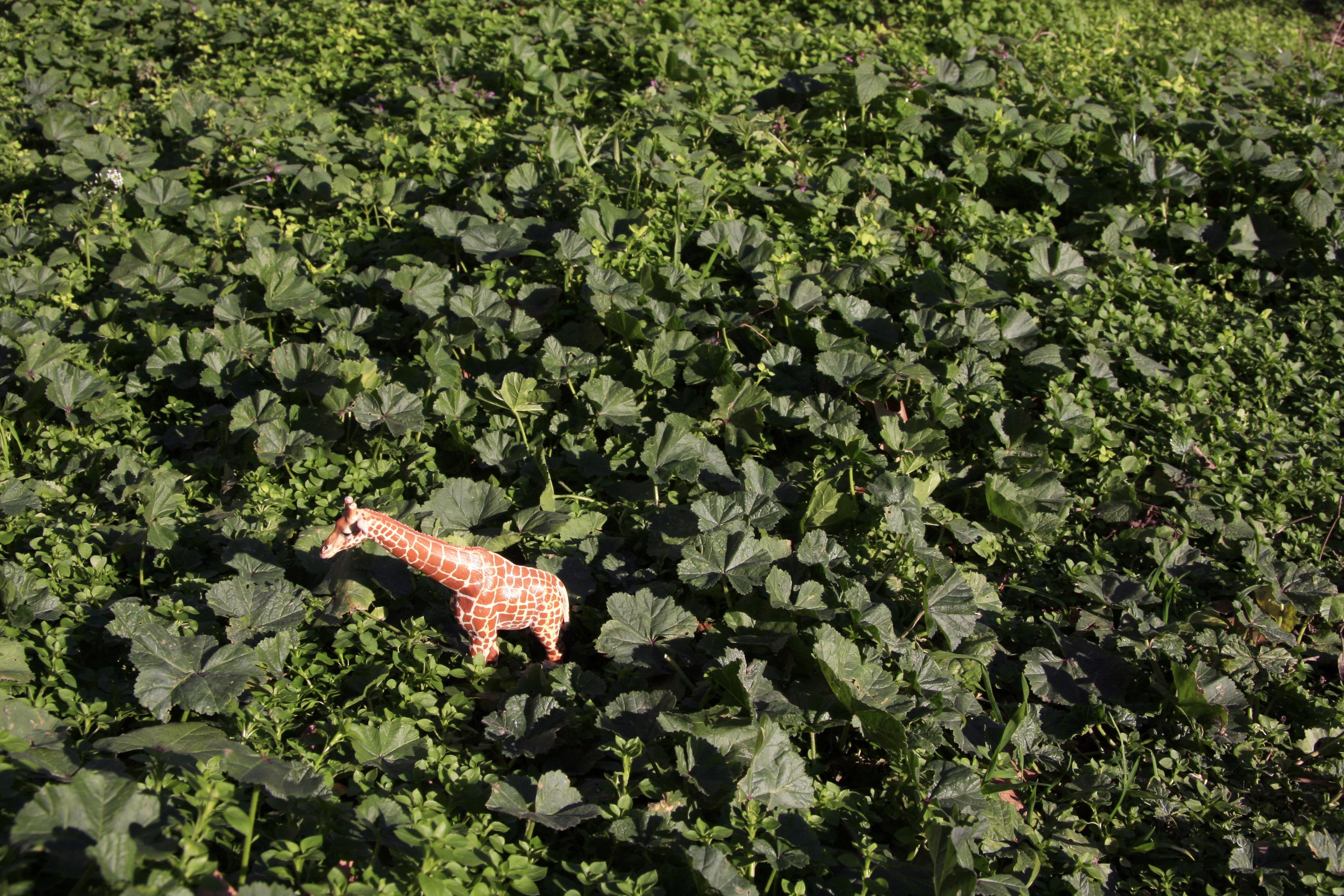 Dubravka Lazic Landscape Photograph - Untitled XIV. From LenkPlay Series. Limited edition color photograph