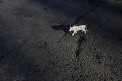 Woodland Spiel 1. Von LenkPlay Serie. Farbfotografie in limitierter Auflage