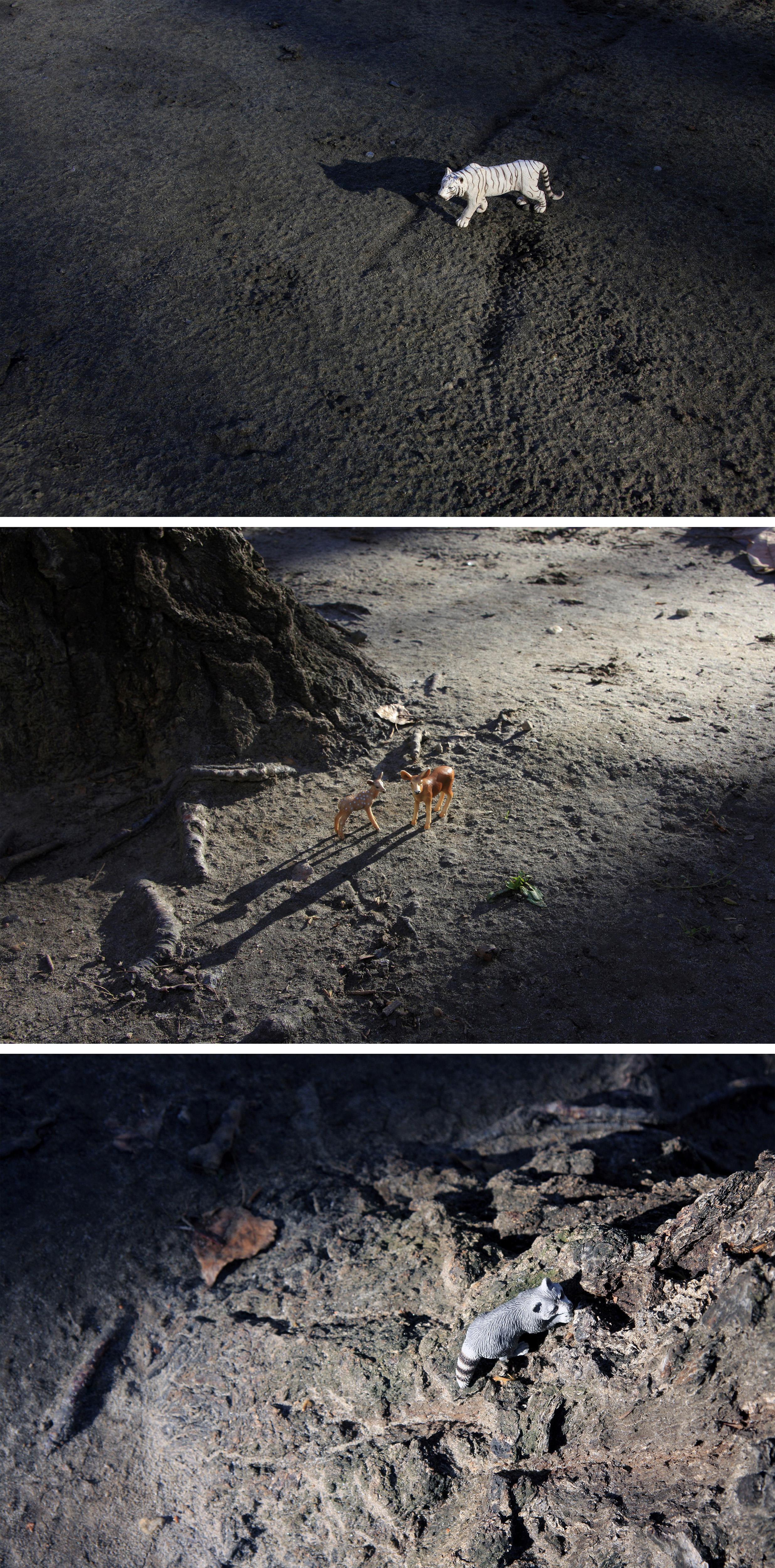 Dubravka Lazic Color Photograph - Woodland Game 1. From LenkPlay Series. Limited edition color photograph