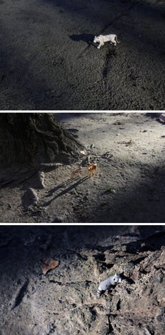 Woodland Game 1. From LenkPlay Series. Limited edition color photograph