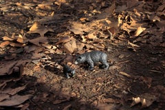 Woodland Game 2. From LenkPlay Series. Limited edition color photograph