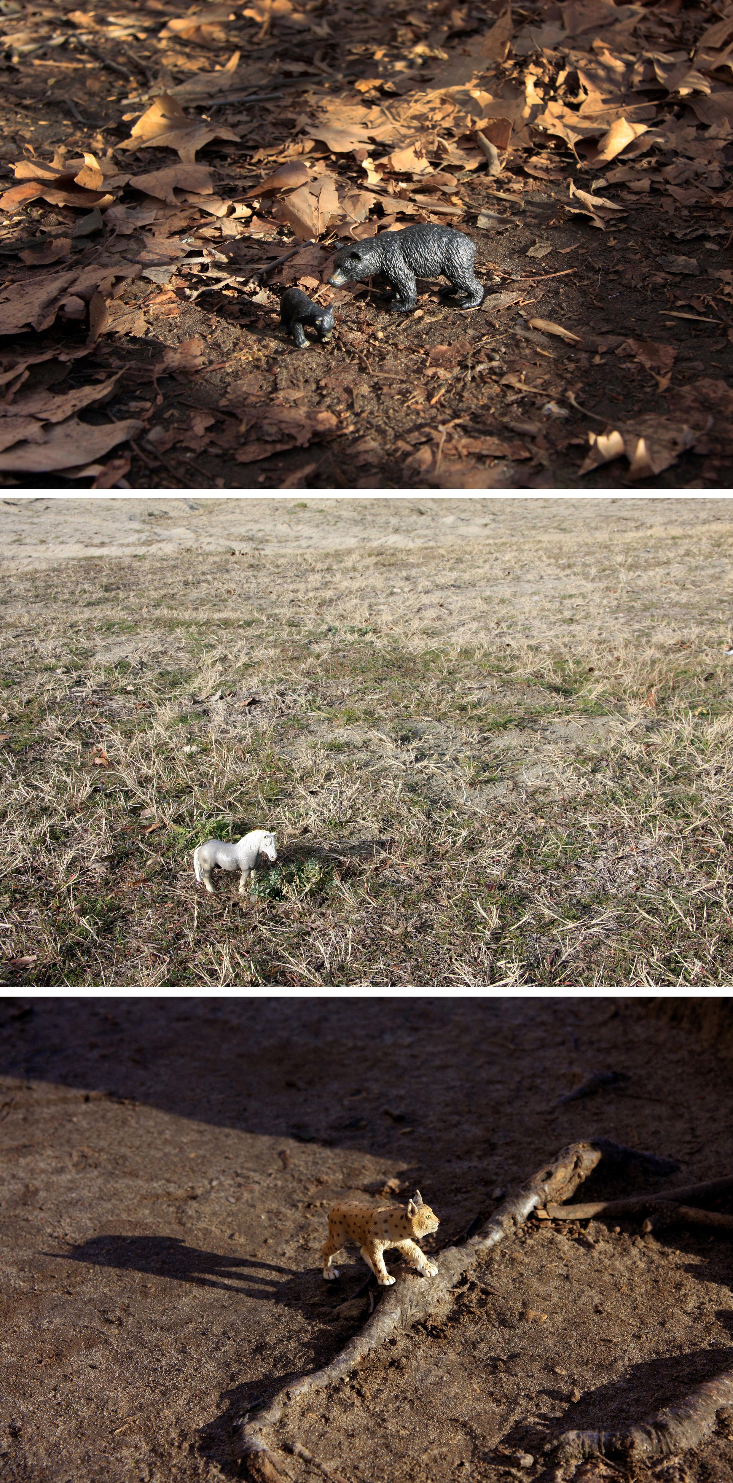 Dubravka Lazic Color Photograph - Woodland Game 2. From LenkPlay Series. Limited edition color photograph