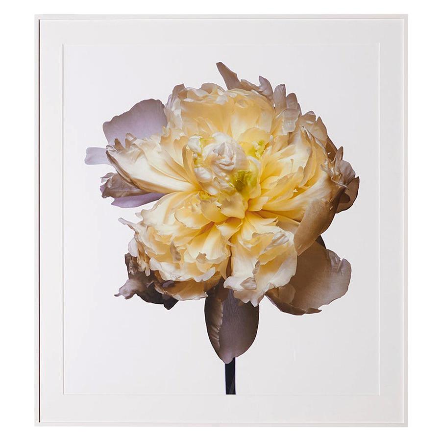 Duchess De Nemours Peony by Michael Zeppetello
A photograph of a Duchess De Nemours Peony by Michael Zeppetello in a custom wood frame lacquered white with 5 ply rag mat.
Photographed on Fujifilm Fujichrome Velvia, 100 ASA, color transparency