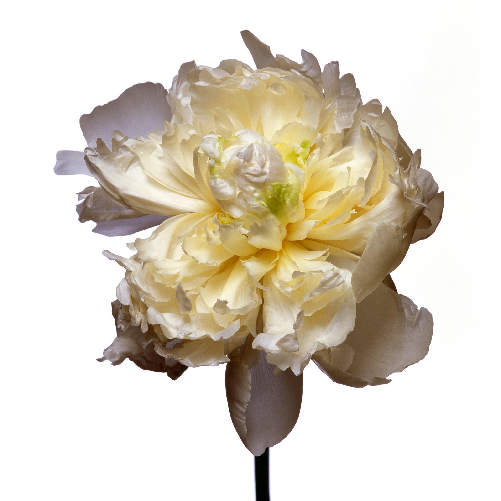 Duchess De Nemours Peony by Michael Zeppetello For Sale