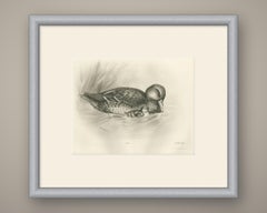 Duck and Duckling, Antique Bird Print after Lilian Medland, circa 1909