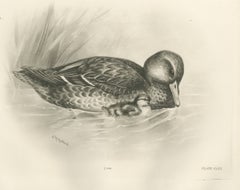 Duck and Duckling, Antique Bird Print after Lilian Medland, circa 1909