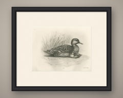 Duck and Young, Antique Bird Print after Lilian Medland, circa 1909