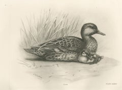 Duck and Young, Antique Bird Print after Lilian Medland, circa 1909