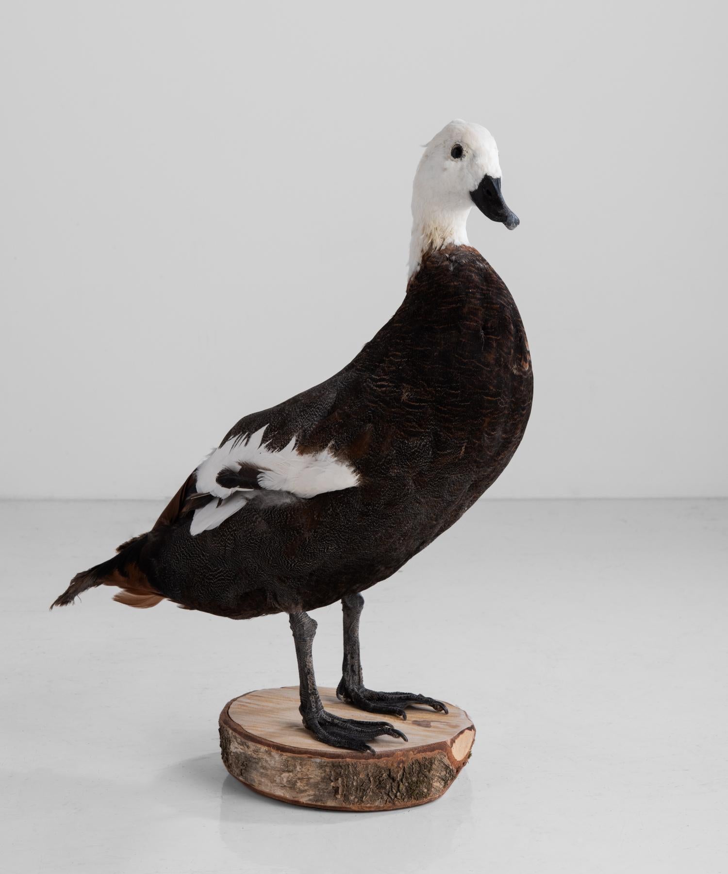 Duck Taxidermy, circa 1950

Handsome duck mounted on decorative log base.