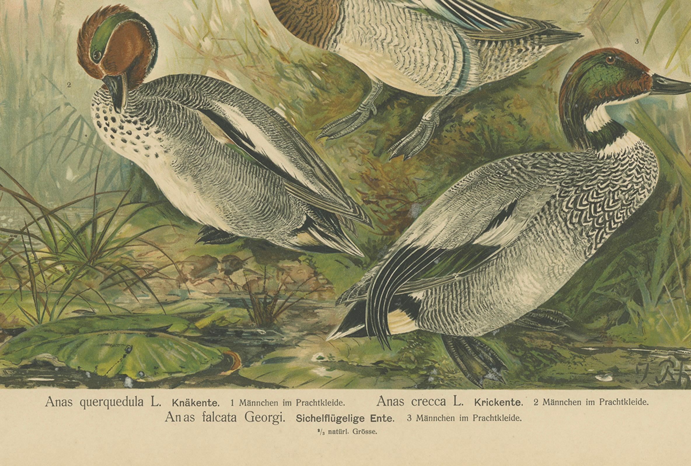 Enten im Zuchtgefieder - Antike Chromolithographie aus dem 19.

Diese detailreiche Chromolithografie aus dem 19. Jahrhundert zeigt drei Entenarten in vollem Brutkleid: die Knäkente (Anas querquedula), die Krickente (Anas crecca) und die auffällige