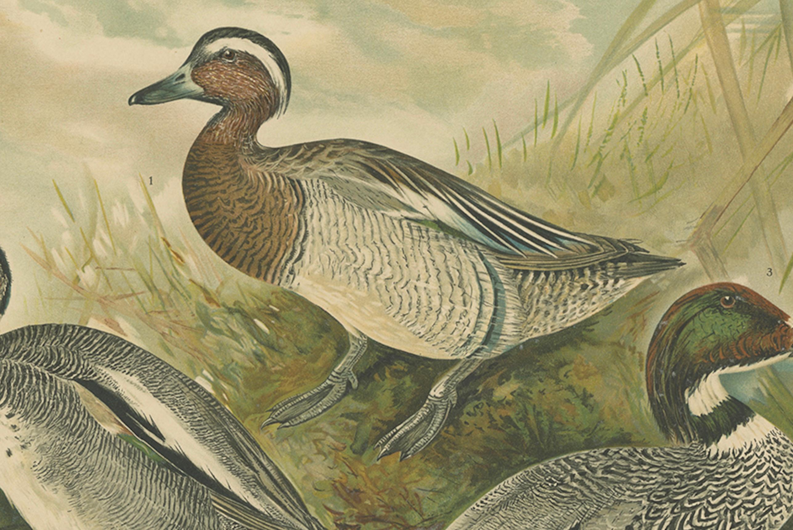 Enten im Zuchtgefieder - Antike Chromolithographie aus dem 19. im Zustand „Gut“ im Angebot in Langweer, NL