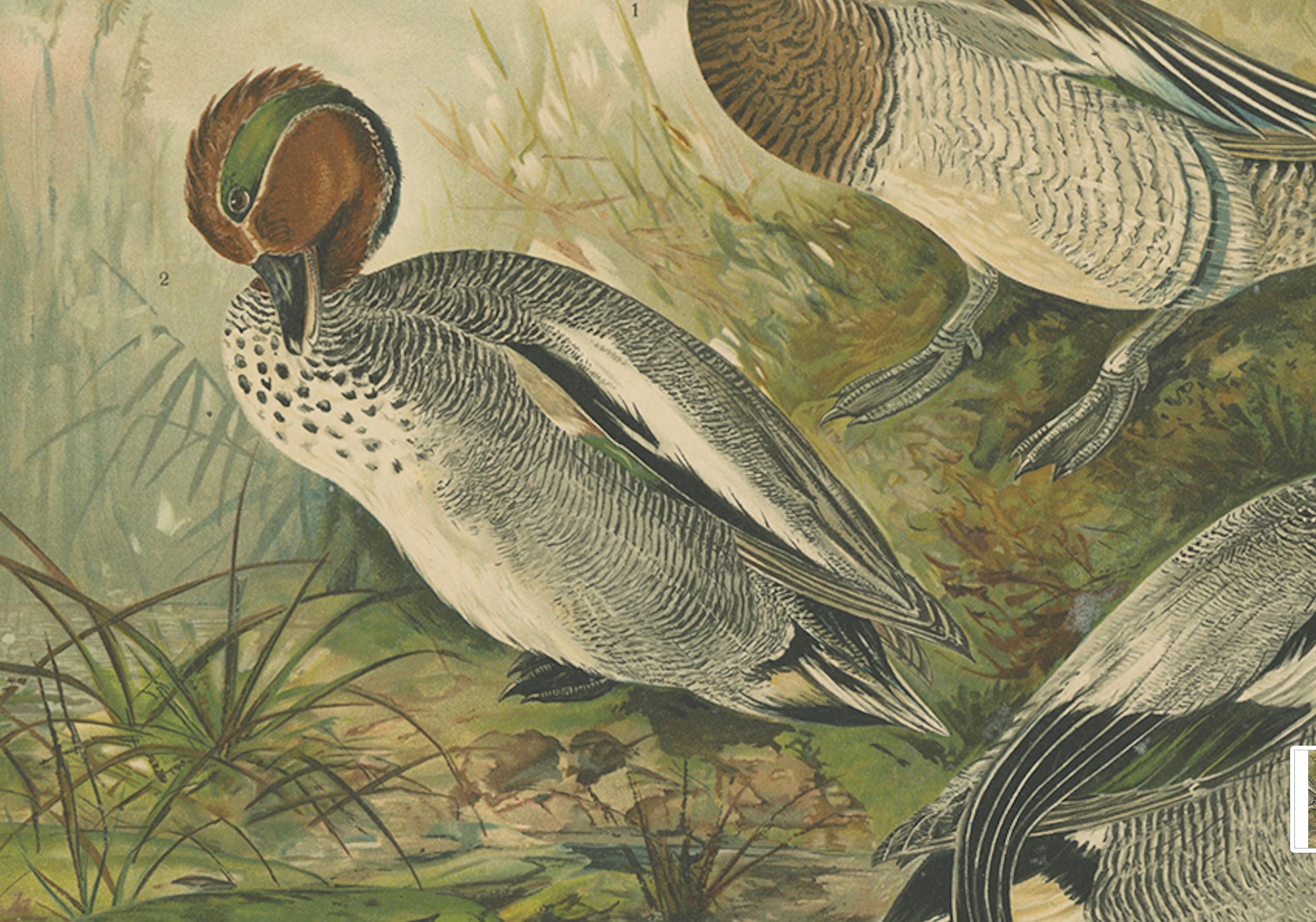 Enten im Zuchtgefieder - Antike Chromolithographie aus dem 19. (19. Jahrhundert) im Angebot