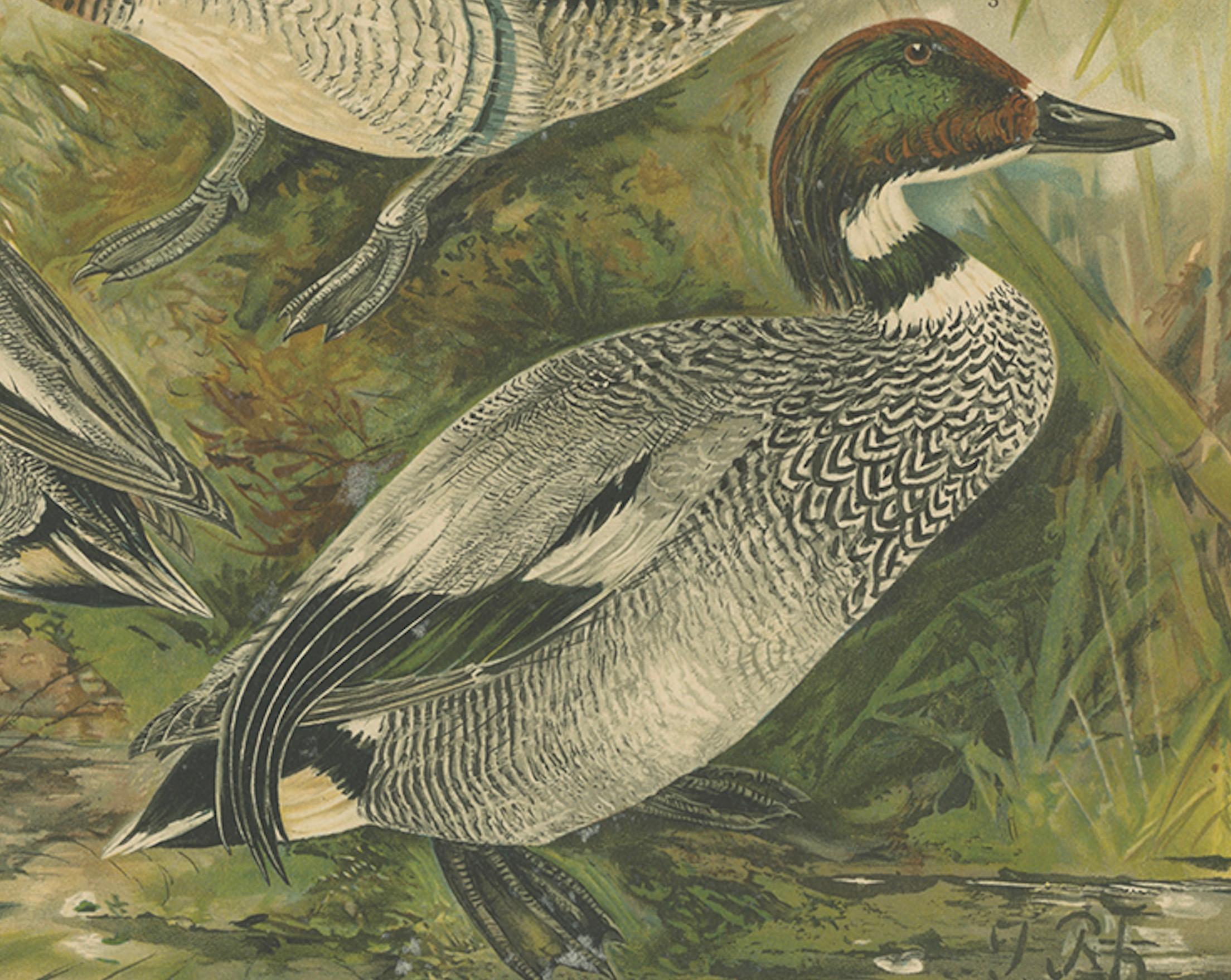 Enten im Zuchtgefieder - Antike Chromolithographie aus dem 19. (Papier) im Angebot