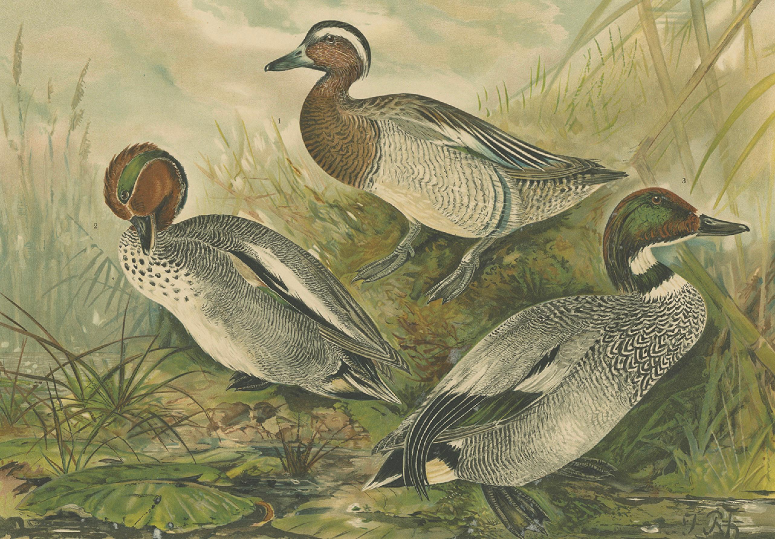 Enten im Zuchtgefieder - Antike Chromolithographie aus dem 19. im Angebot 1