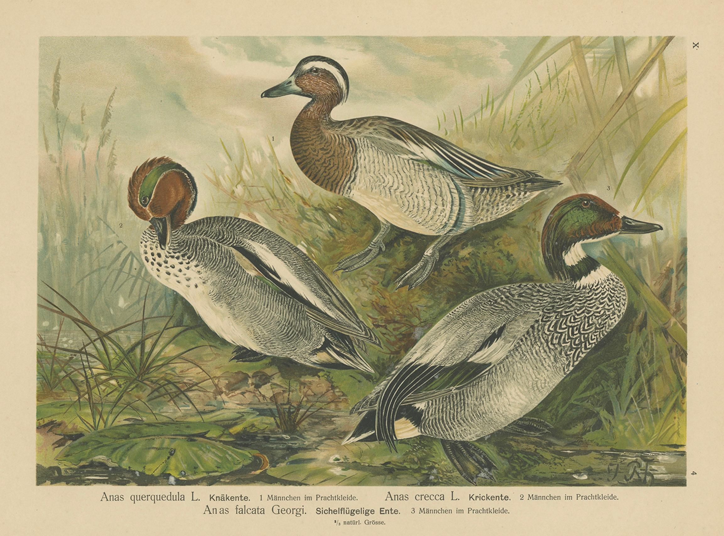 Enten im Zuchtgefieder - Antike Chromolithographie aus dem 19. im Angebot 2