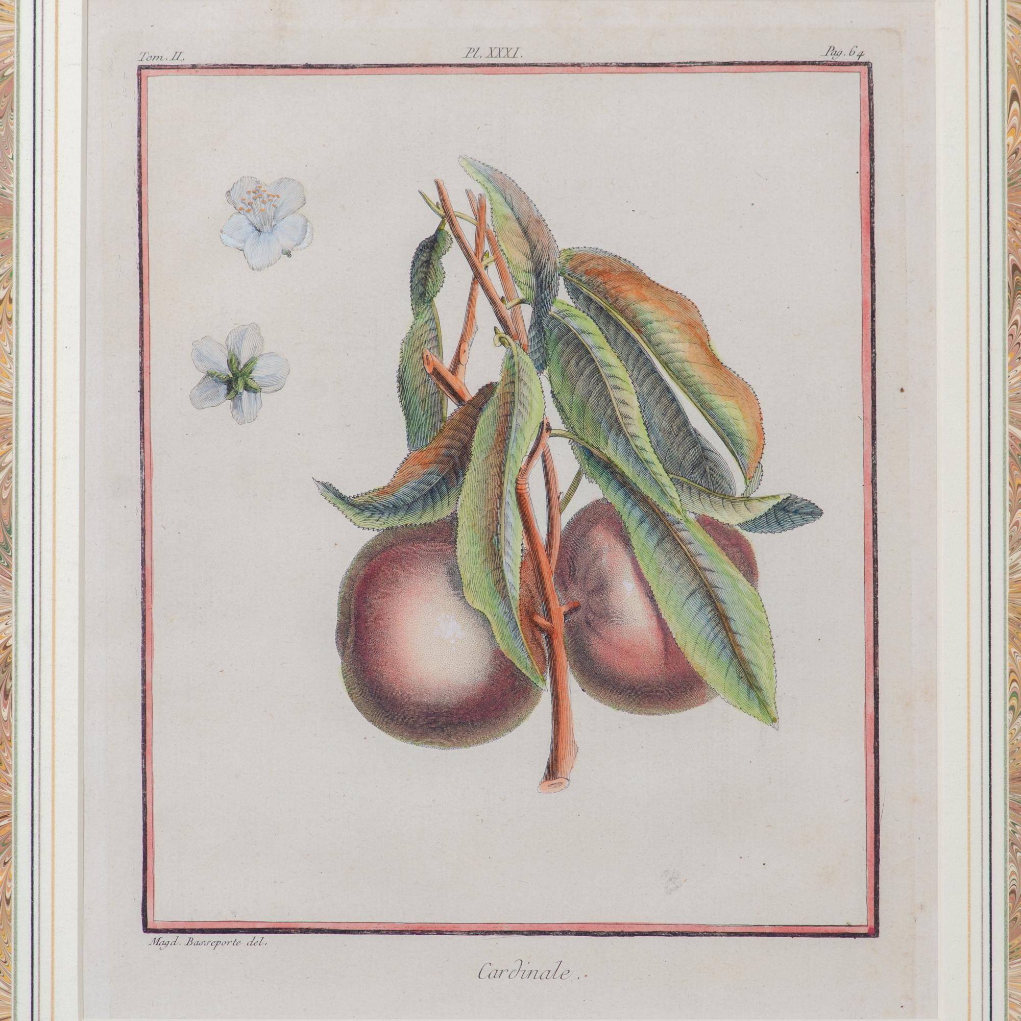 Paper Duhamel Du Monceau Botanical Engravings, 18th Century - Set of 3