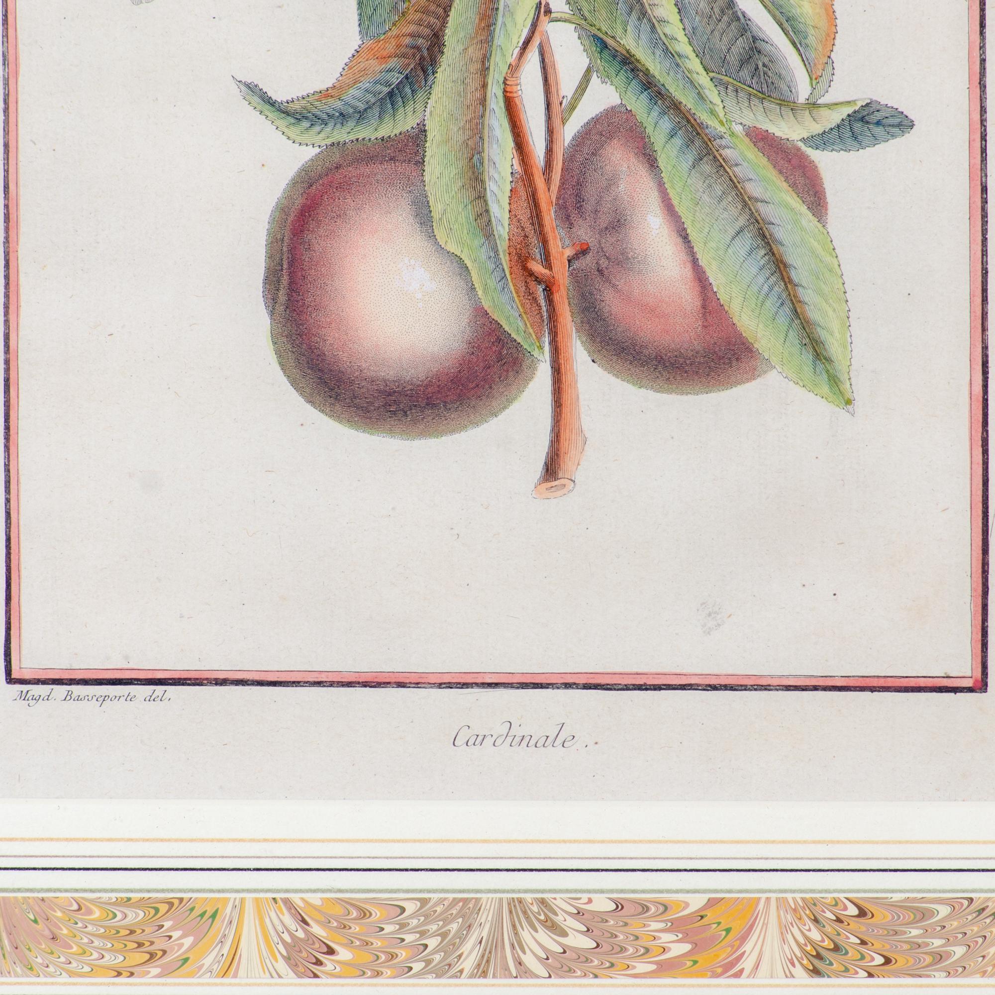 Duhamel Du Monceau Botanical Engravings, 18th Century - Set of 3 1