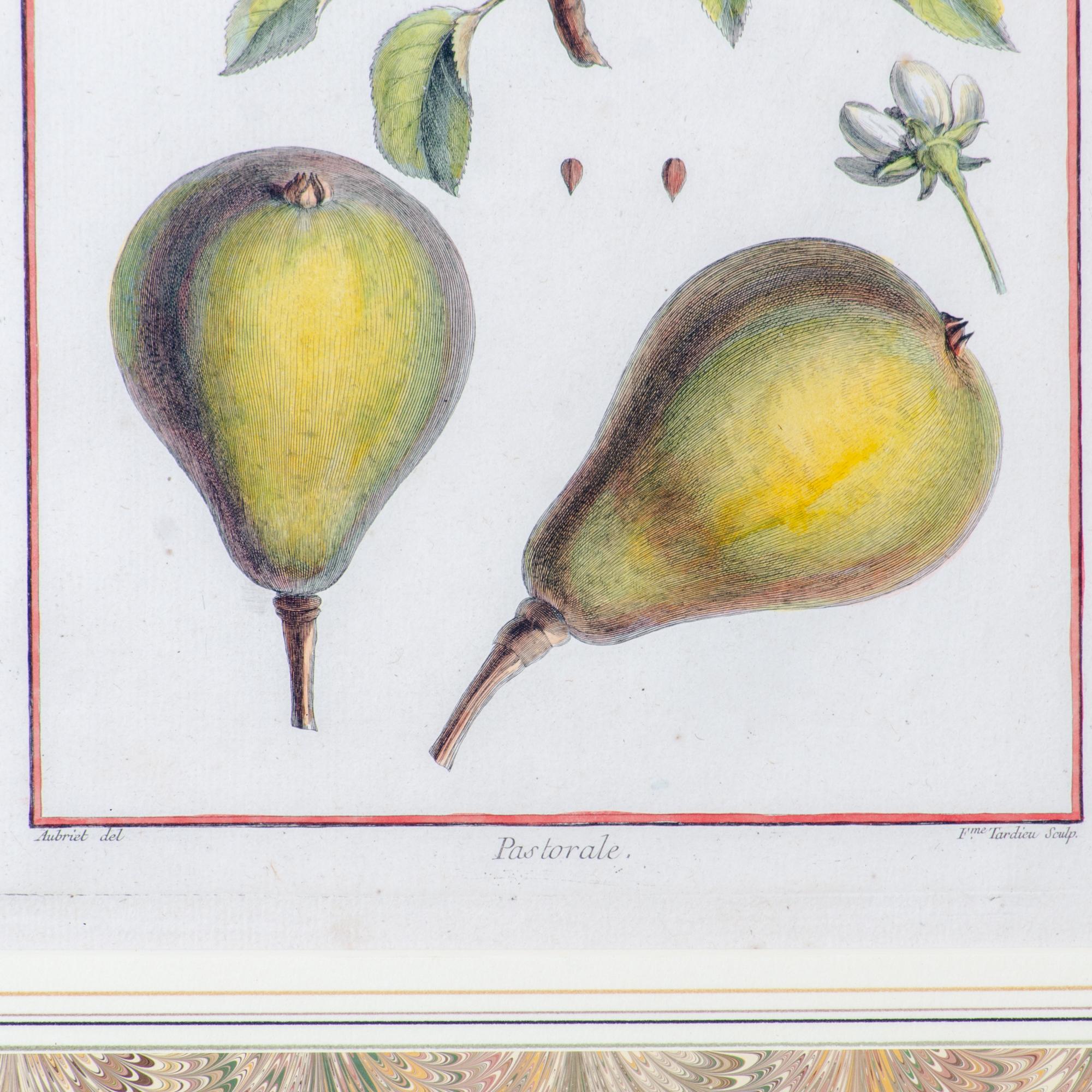 Duhamel Du Monceau Botanical Engravings, 18th Century - Set of 3 2