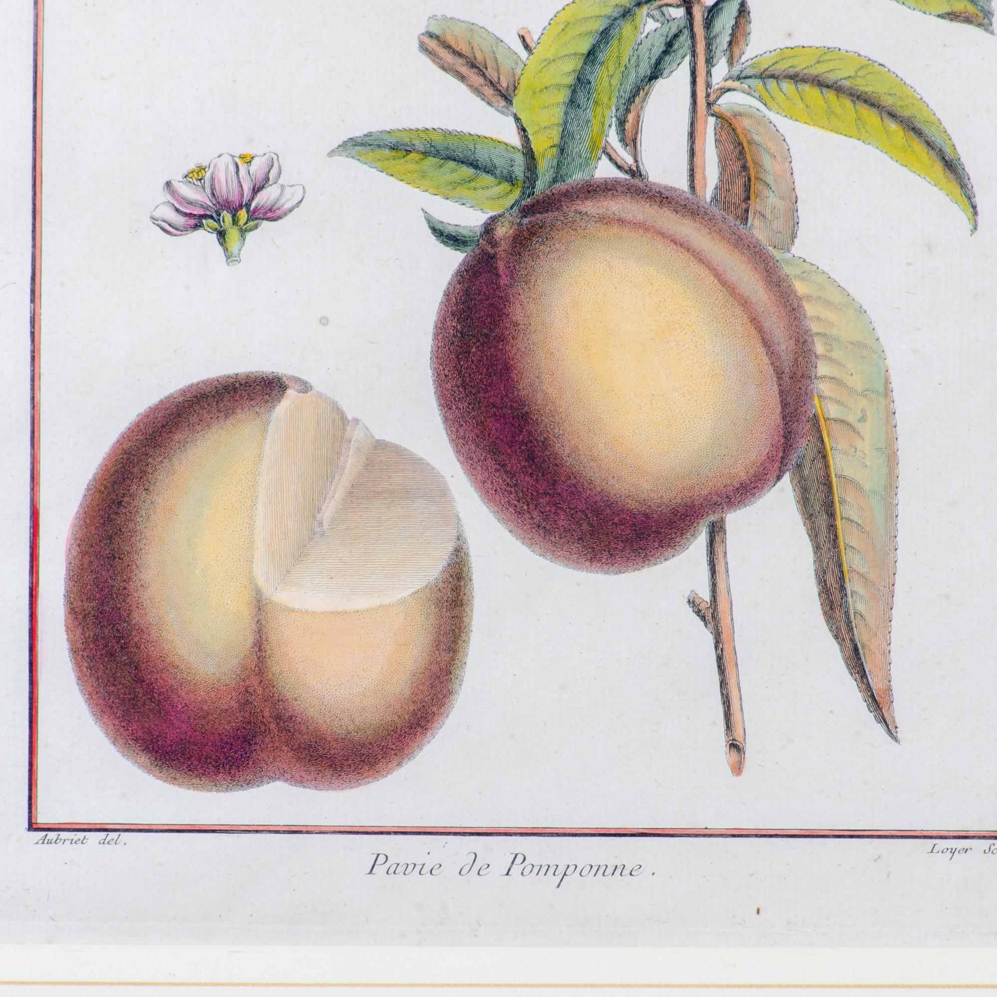 Duhamel Du Monceau Botanical Engravings, 18th Century - Set of 3 3