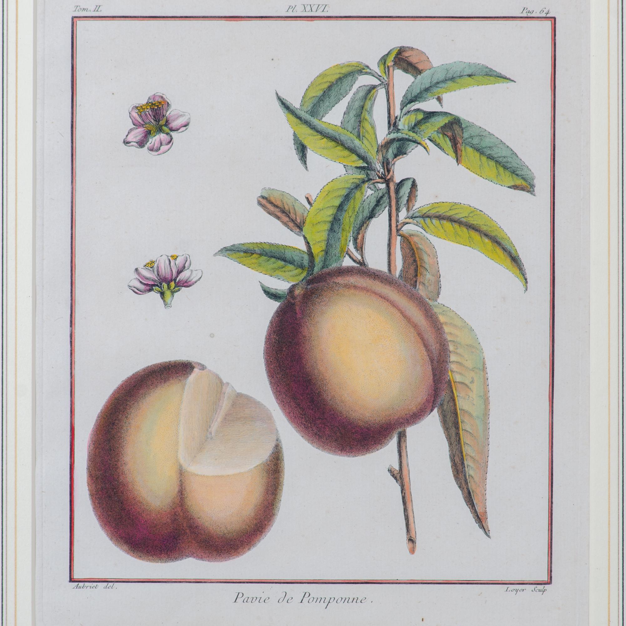 Duhamel Du Monceau Botanical Engravings, 18th Century - Set of 3 4
