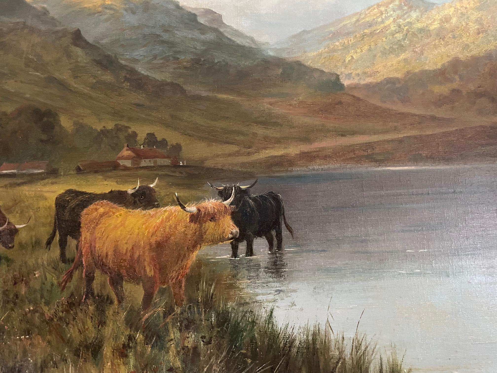 Highland Cattle Watering  For Sale 1