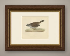 Dunnock Foraging on Turf, Hand Colored Bird Print, Morris, 1896