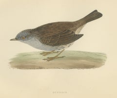 Dunnock Foraging on Turf, Hand Colored Bird Print, Morris, 1896