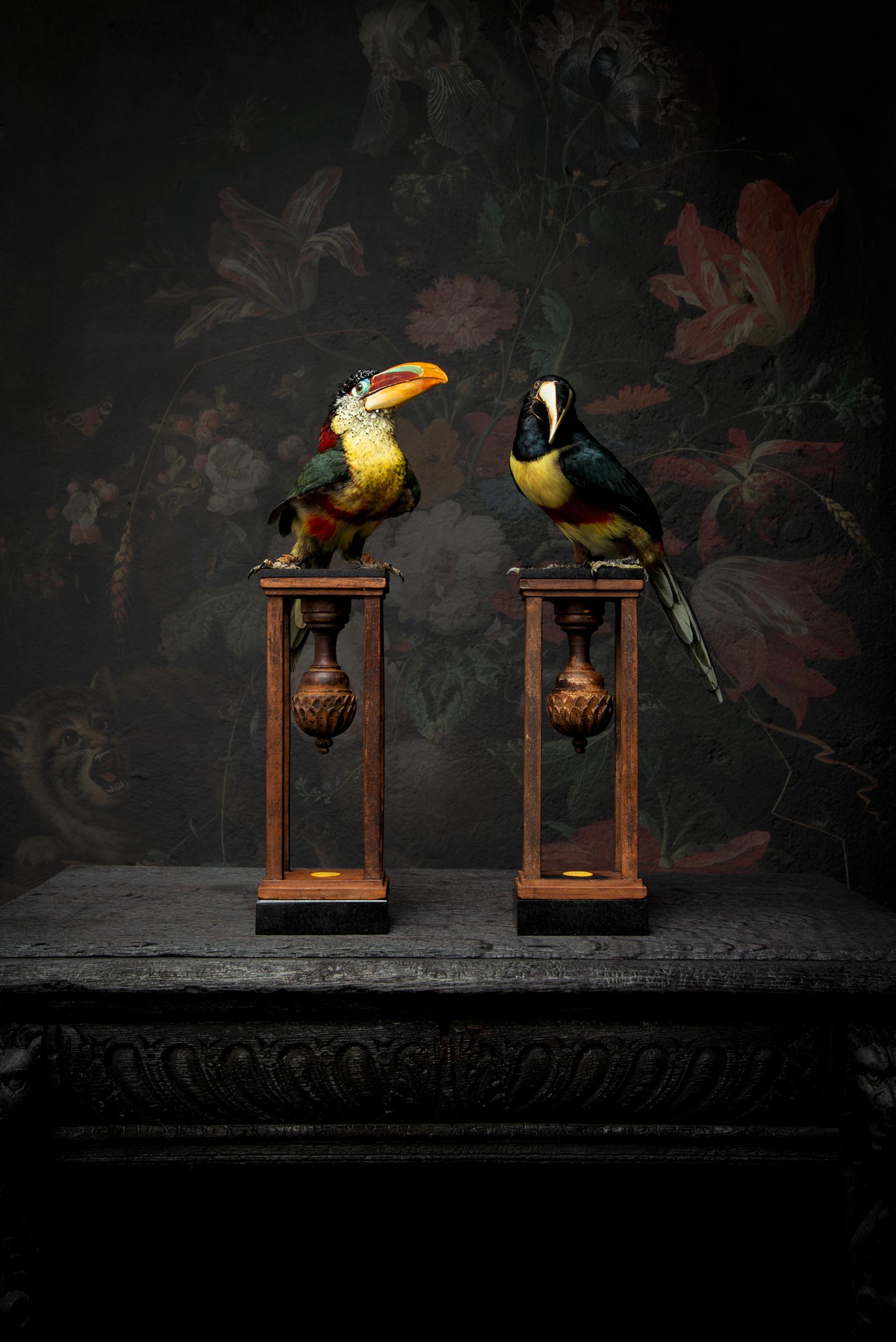 A Black-necked Aracari and Curl-crested Aracari duo under antique glass domes

Note. All animals used for their work came from captivity and died on natural causes. No animals are raised or killed for their work.

The works of Dutch Artists Sinke
