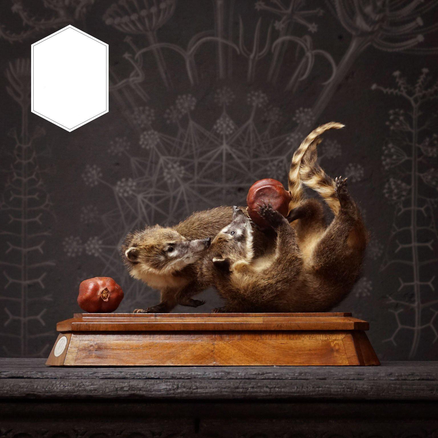 A cute artwork with two young Ring-tailed Coatis (Nasua nasua) playing with a piece of fruit. Set on a wooden plinth.

This object is currently on display at JAMB, Pimlico Rd, London.

Note: None of our animals have been taken from the wild. All
