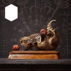 Duo di raffinati Coatis dalla coda ad anelli di Sinke & Van Tongeren