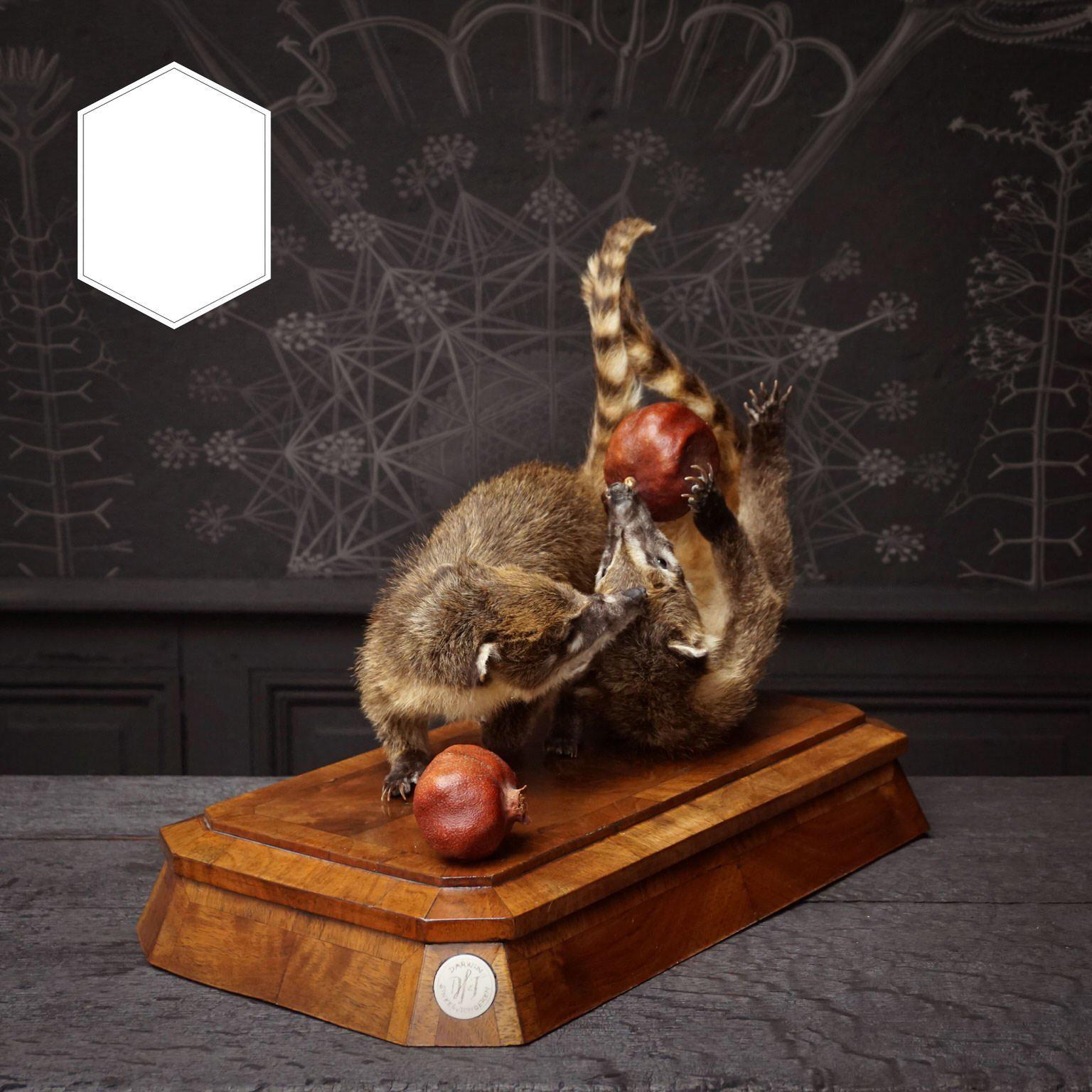 Contemporary Duo of Fine Taxidermy Ring-Tailed Coatis by Sinke & Van Tongeren For Sale
