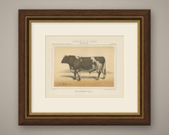 Durham Shorthorn Bull, British Cattle Chromolithograph by Olivier de Penne, 1863