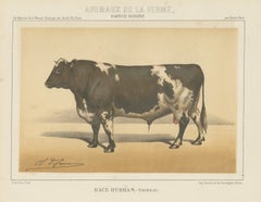 Durham Shorthorn Bull, British Cattle Chromolithograph by Olivier de Penne, 1863