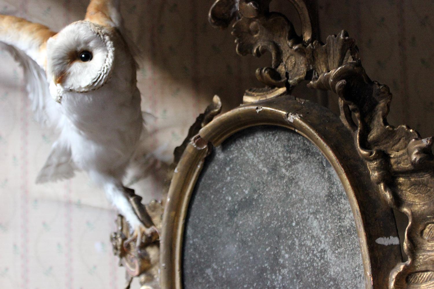 The large and fine stuffed and mounted barn owl (Tyto alba) specimen, spread-eagled amidst take-off from a Georgian period Rococo gilded gesso architectural fragment with foxed mirror plate, distressed, the whole a sculptural concoction surviving