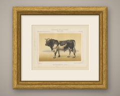 Dutch Bull, Black and White Cattle Chromolithograph by Olivier de Penne, 1863