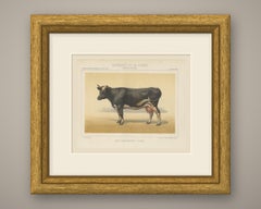 Dutch Dairy Cow, Black and White Cattle Chromolithograph, 1863