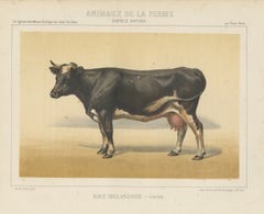 Dutch Dairy Cow, Black and White Cattle Chromolithograph, 1863